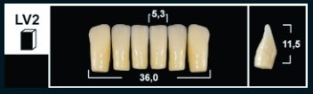 Зубы Yeti B1 LV2 фронтальный низ (Tribos) 6 шт. 25506 - фото 480415