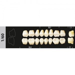 Зубы Major C4 1/60 жевательный низ, 8 шт (Super Lux) st889891 - фото 483427