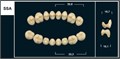 Зубы Yeti D2 SSA жевательный низ (Tribos) 8 шт. 22514 - фото 469916