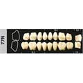 Зубы Major A3,5 77N жевательный низ, 8 шт (Super Lux). st804725 - фото 479231