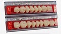 Зубы AcryRock планка из 8 зубов жеват.низ. D-33, цвет D2 st843826 - фото 479346