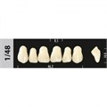 Зубы Major C1 1/48, 28 шт (Super Lux) st115002 - фото 480064