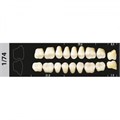 Зубы Major C2 1/74 жевательный верх, 8 шт (Super Lux) st656860 - фото 480108