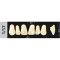 Зубы Major D2 1/17, 28 шт (Super Lux) st404897 - фото 480207