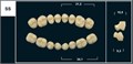 Зубы Yeti C2 SS жевательный верх (Tribos) 8 шт. 21211 - фото 480460