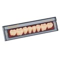 Зубы Ivocryl Набор из 8 зубов A-D жеват.низ. 30 C4. 631016 - фото 481092